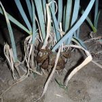 ネギ　カニ230902